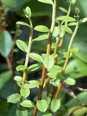 Calyptospora