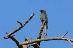 Dicrurus leucophaeus mouhoti