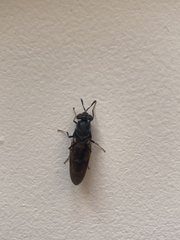 Insecta