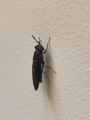 Insecta