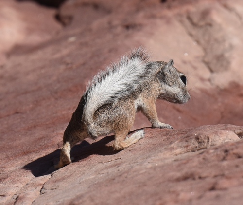 White-tailed Antelope Squirrel