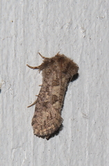 Acrolophus arcanella