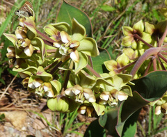 Asclepias elata
