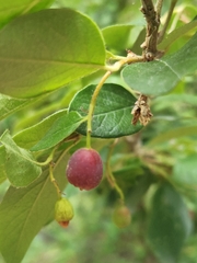 Cotoneaster acutifolius