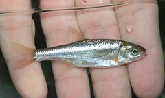 Alburnoides bipunctatus