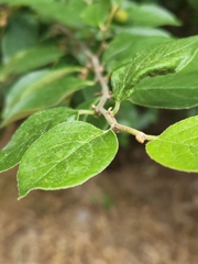 Cotoneaster acutifolius
