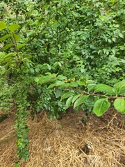 Cotoneaster acutifolius