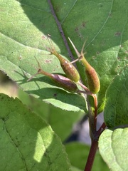 Diervilla lonicera