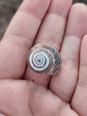 Xerosecta