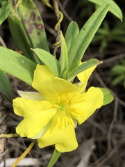 Hibbertia saligna