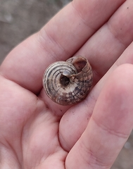 Xerosecta