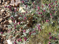 Indigofera basedowii