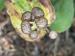 Maianthemum canadense