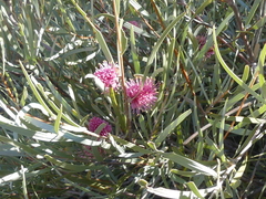 Hakea grammatophylla