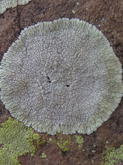 Dimelaena oreina