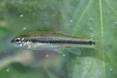 Aegean Minnow photo 4
