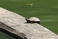 Malayemys macrocephala