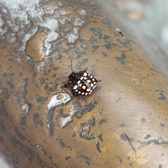 Nezara viridula