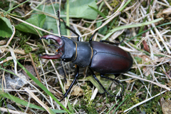 Lucanus cervus