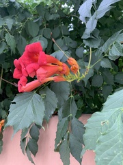 Campsis radicans