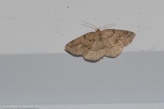 Homochlodes disconventa