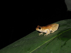 Dendropsophus parviceps