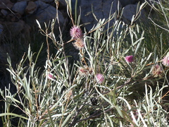 Hakea grammatophylla