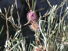 Hakea grammatophylla