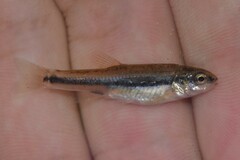 Aegean Minnow photo 3