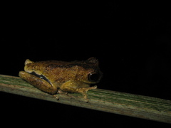 Dendropsophus parviceps