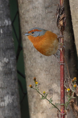 Microspingus erythrophrys