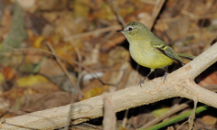 Phylloscartes ventralis