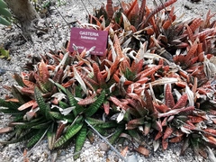 Gasteria batesiana