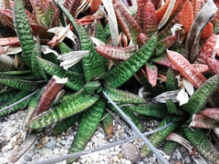 Gasteria batesiana