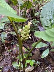Goeppertia marantifolia