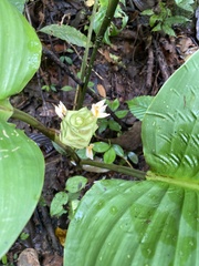 Goeppertia marantifolia
