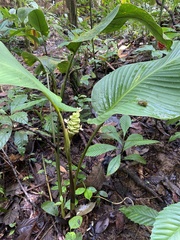 Goeppertia marantifolia