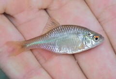 Rhodeus meridionalis