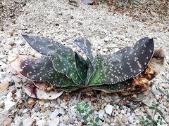 Gasteria maculata
