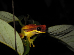 Dendropsophus rhodopeplus