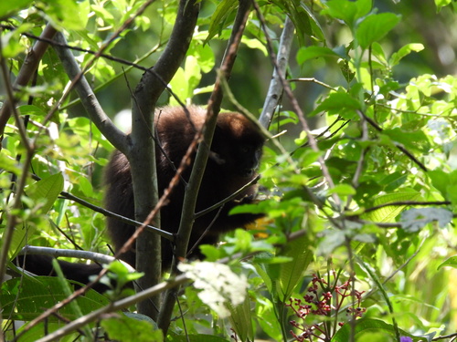 Toppin's Titi