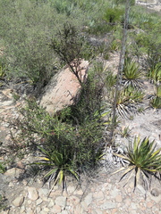 Koeberlinia spinosa