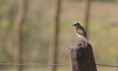 Ochthoeca leucophrys