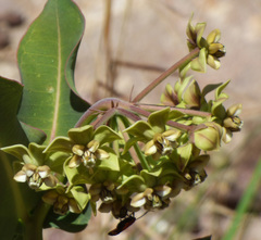 Asclepias elata