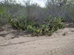 Opuntia caboensis