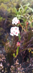 Erica ampullacea