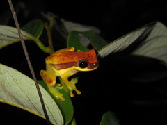 Dendropsophus rhodopeplus