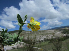 Menodora helianthemoides