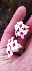 Erica ampullacea
