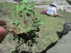 Menodora helianthemoides